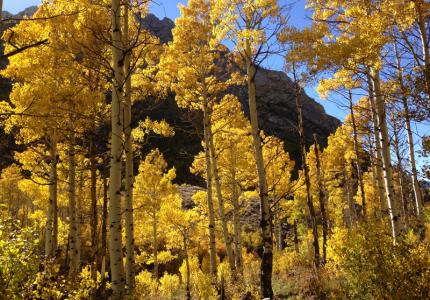 Quaking Aspens Ebbetts Pass