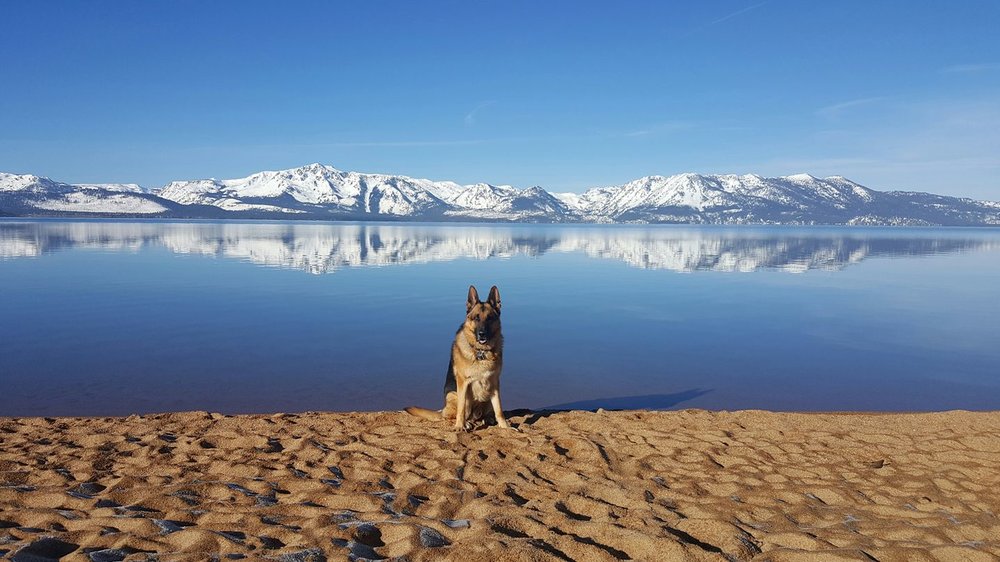 TOP 10 Dog Friendly Places in Lake Tahoe — 