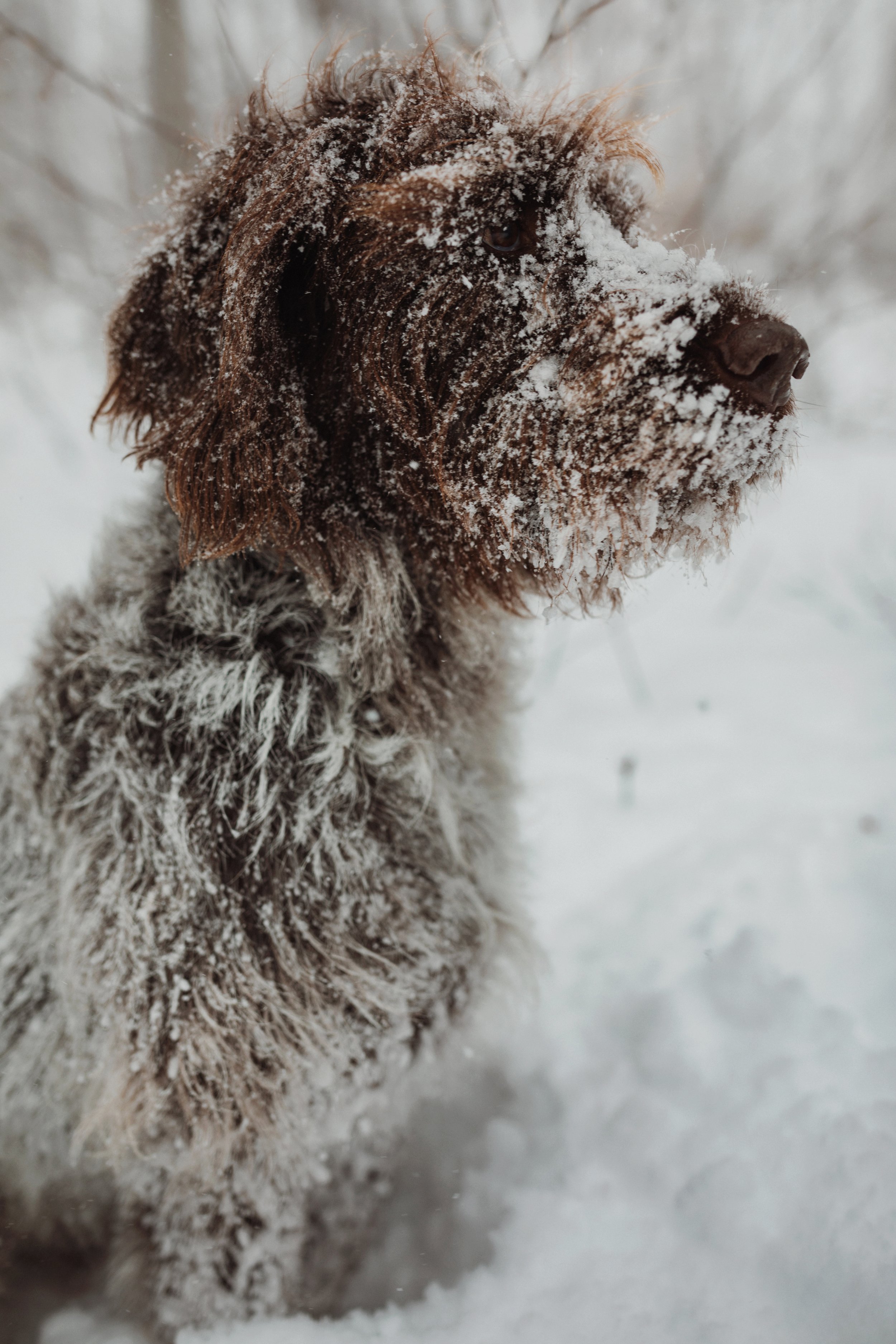 Favorite Pet Finds