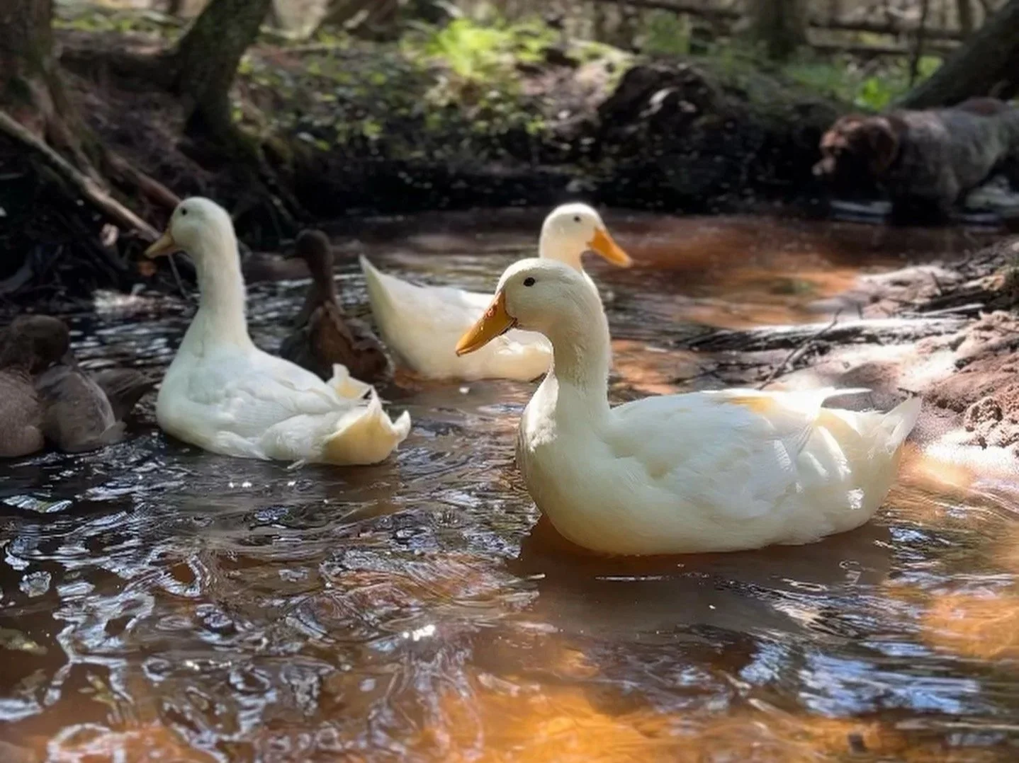 DIY Poultry Feeder That Saves Feed and Money