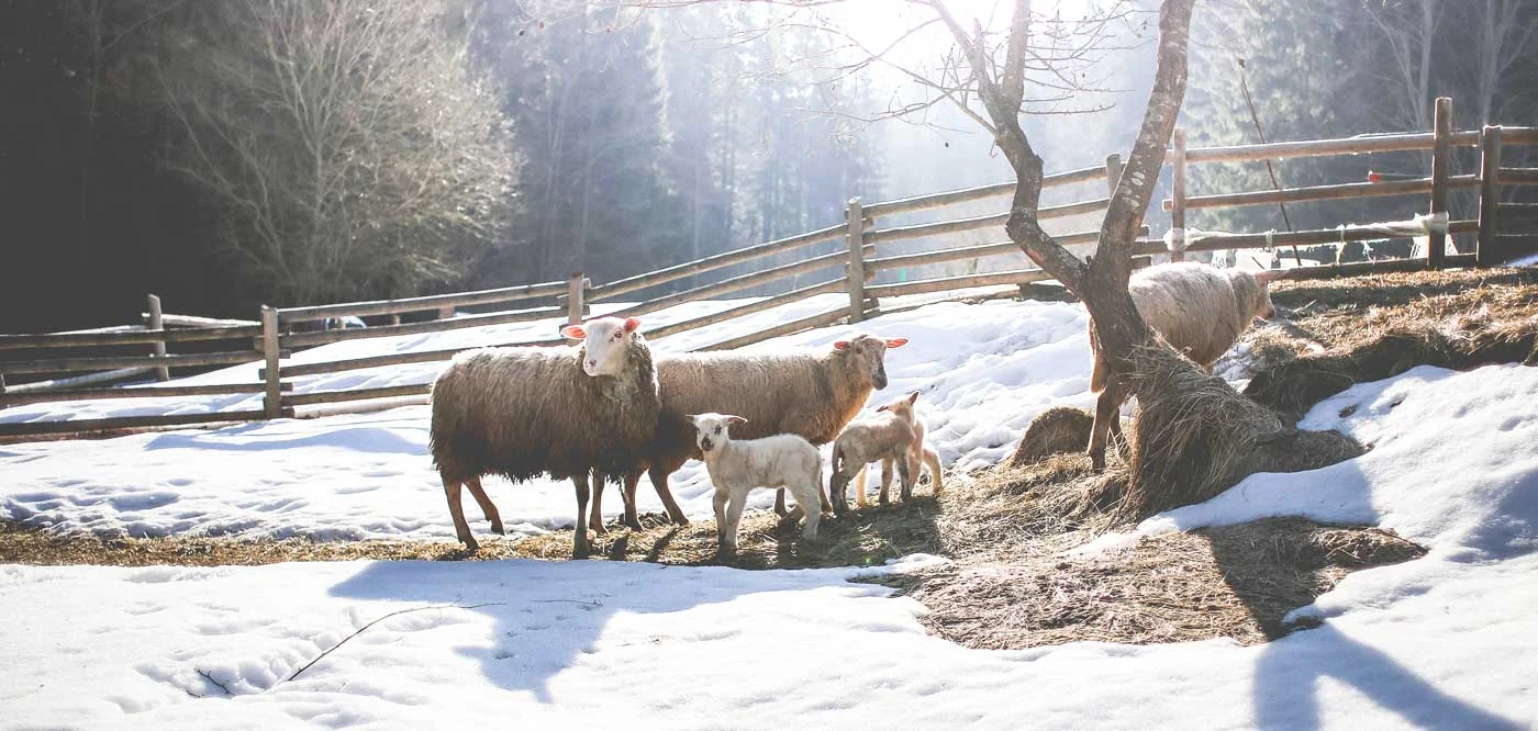 The Bible Keeps Its Promises—The Messiah Is Our Lamb