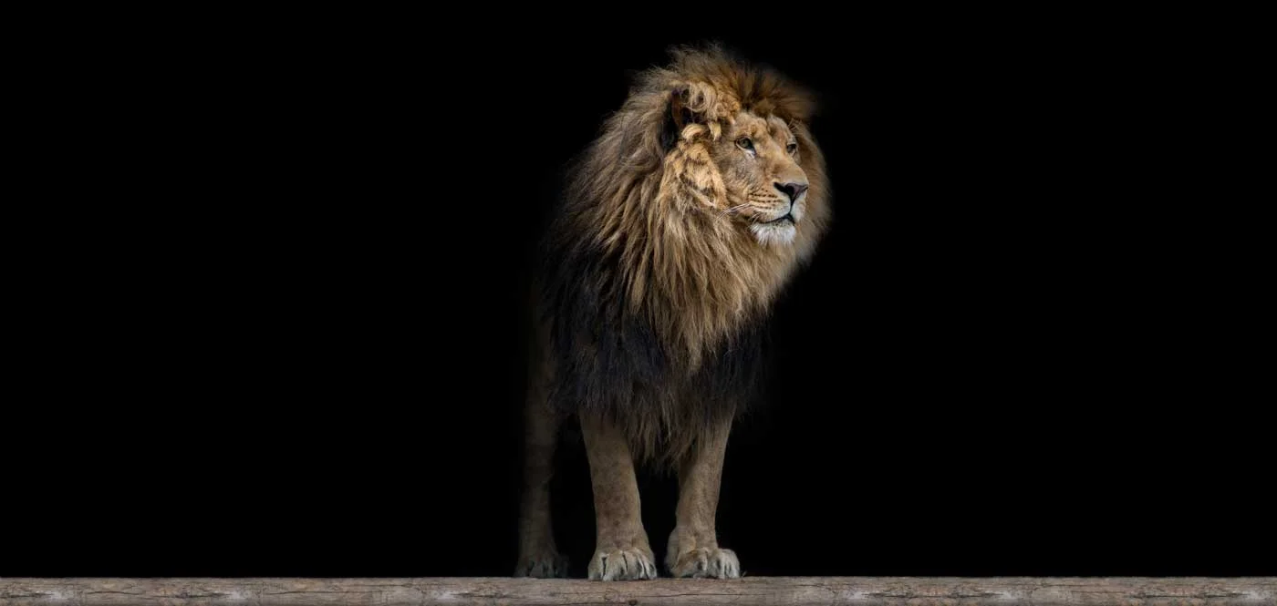 The Bible Keeps Its Promises—The Messiah Is a Lion