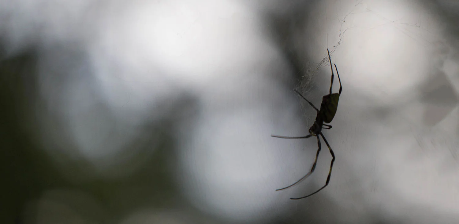 An Itsy Bitsy Spider Inspires Cosmic Musings