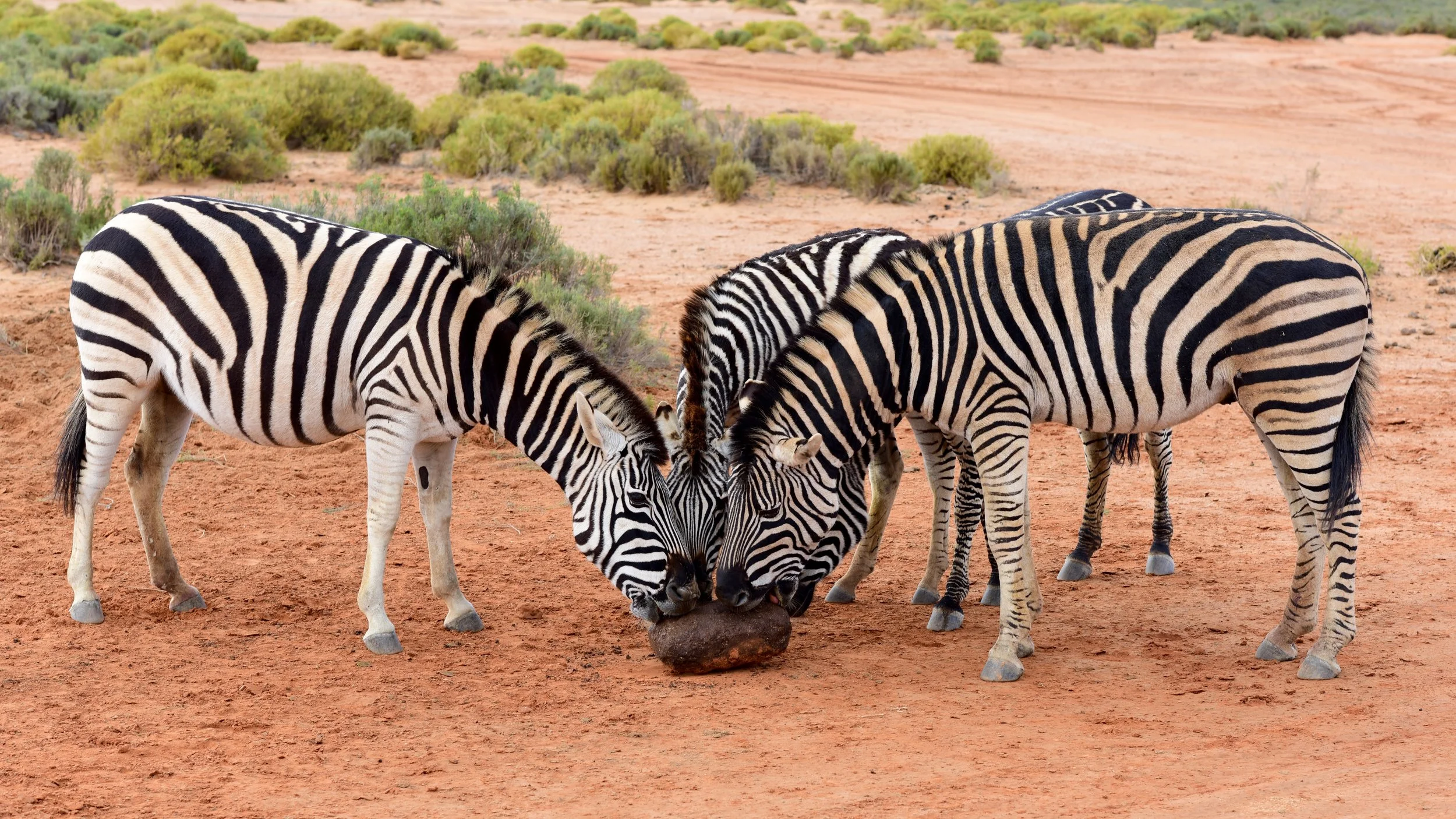 south africa