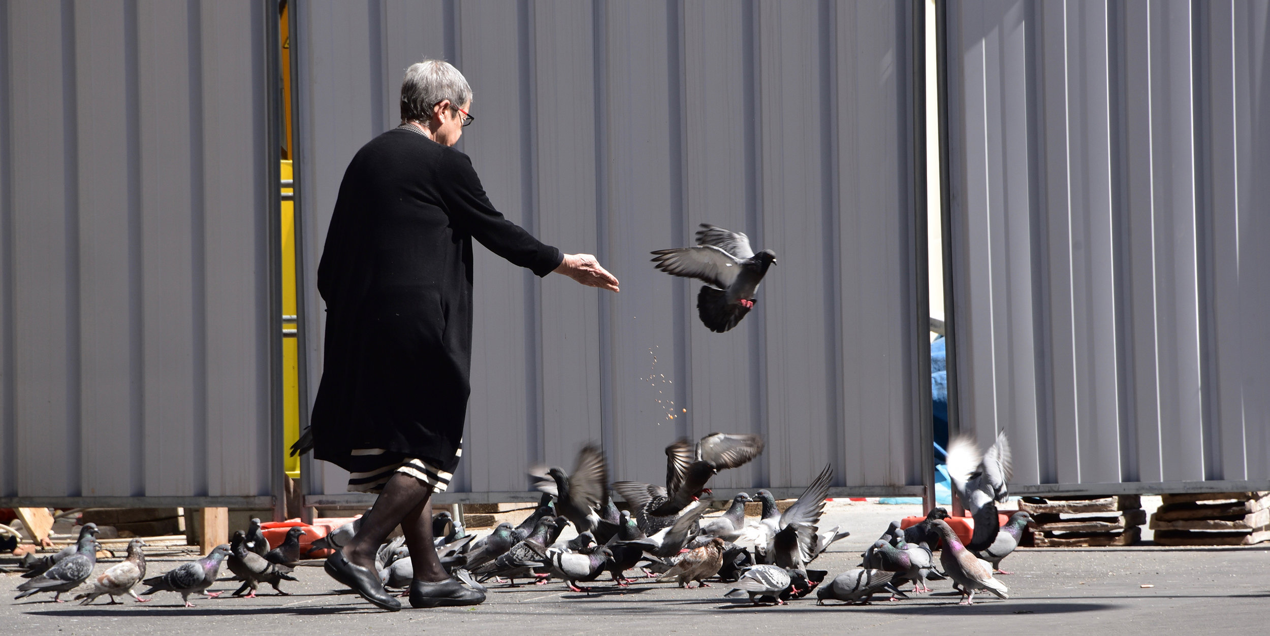 roman pigeons