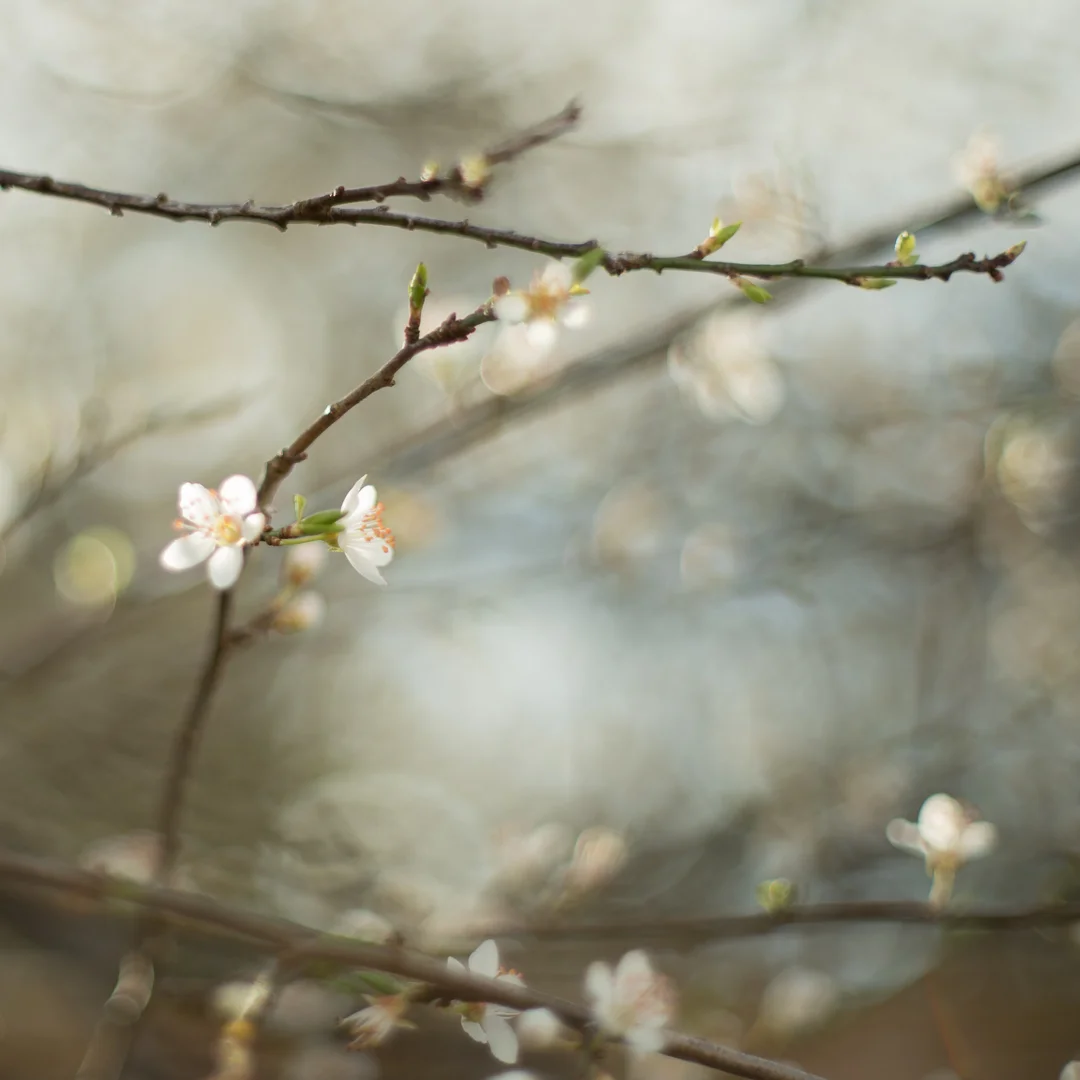 Day-3-Golden-Hour-Blossoms.jpg