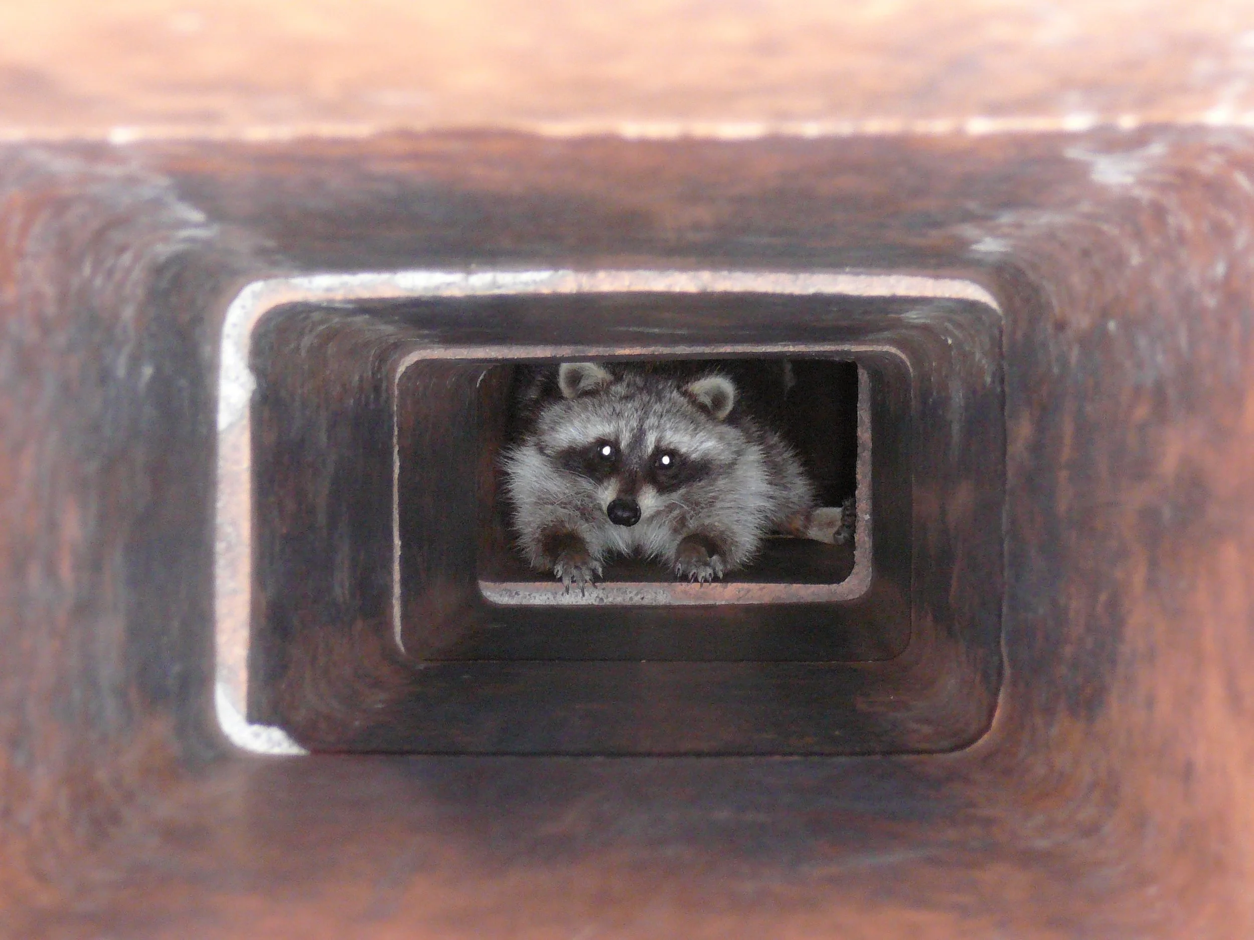 racoon.jpg