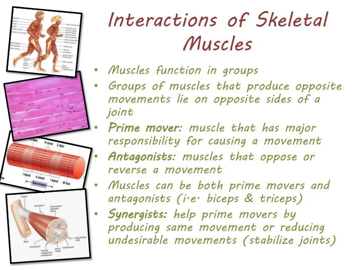 interactions-of-skeletal-muscles-n.jpg