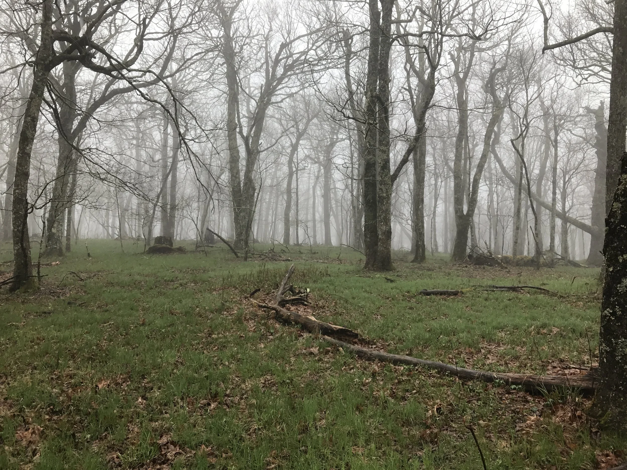 Blue Ridge Conservancy Expands Tater Hill Bog Preserve