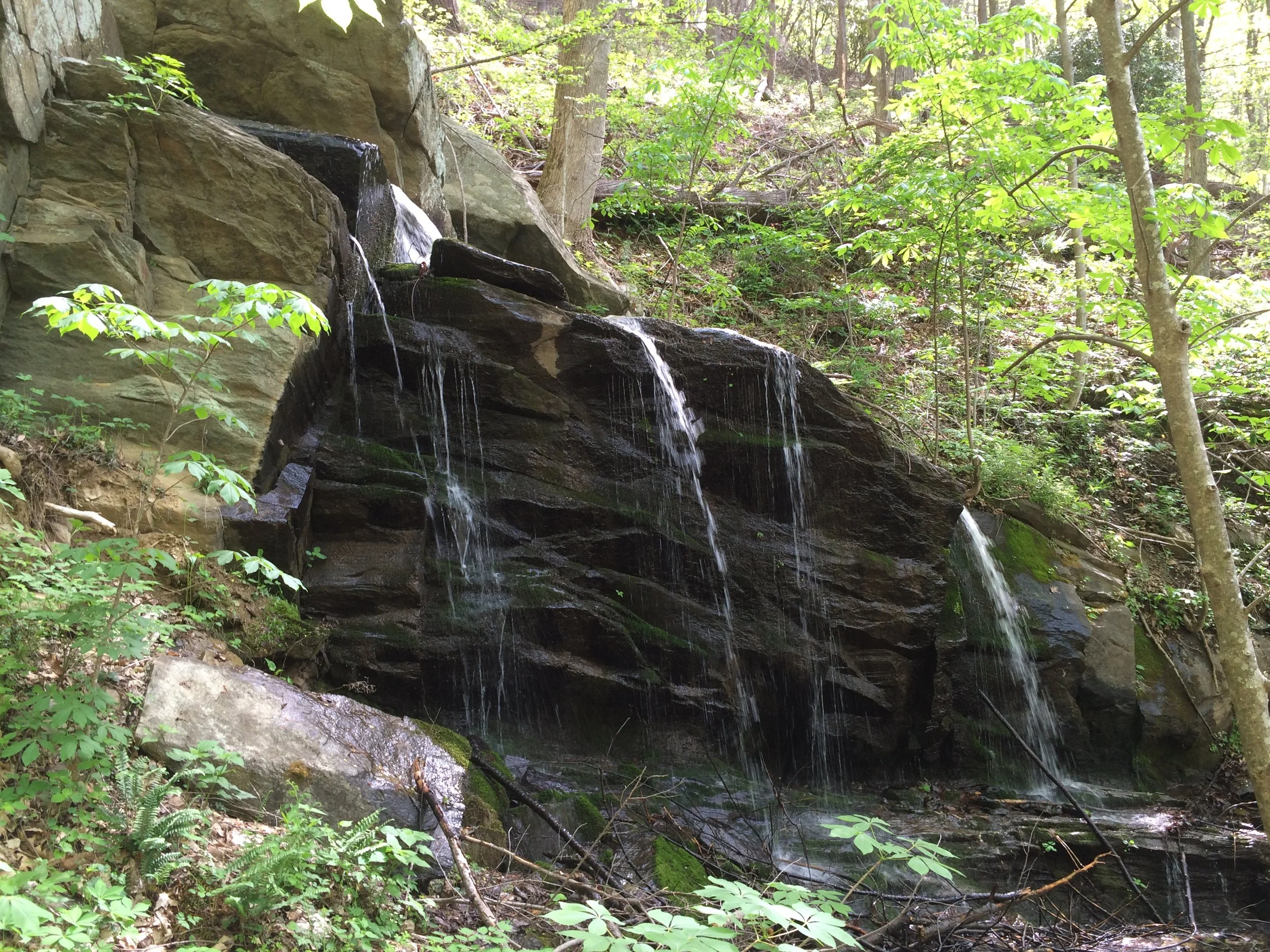 Blue Ridge Conservancy protects 26 acres adjacent to Pisgah National Forest; transfers ownership to North Carolina State Forest Service