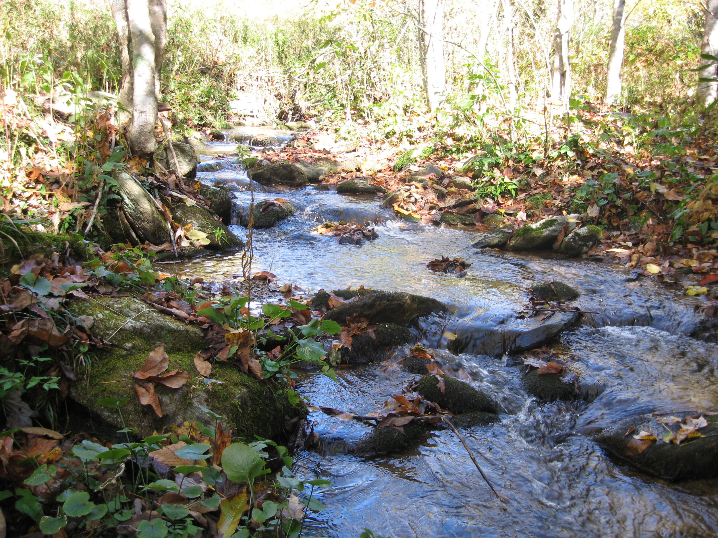 Blue Ridge Conservancy Adds 217 Acres to Pond Mountain Game Land