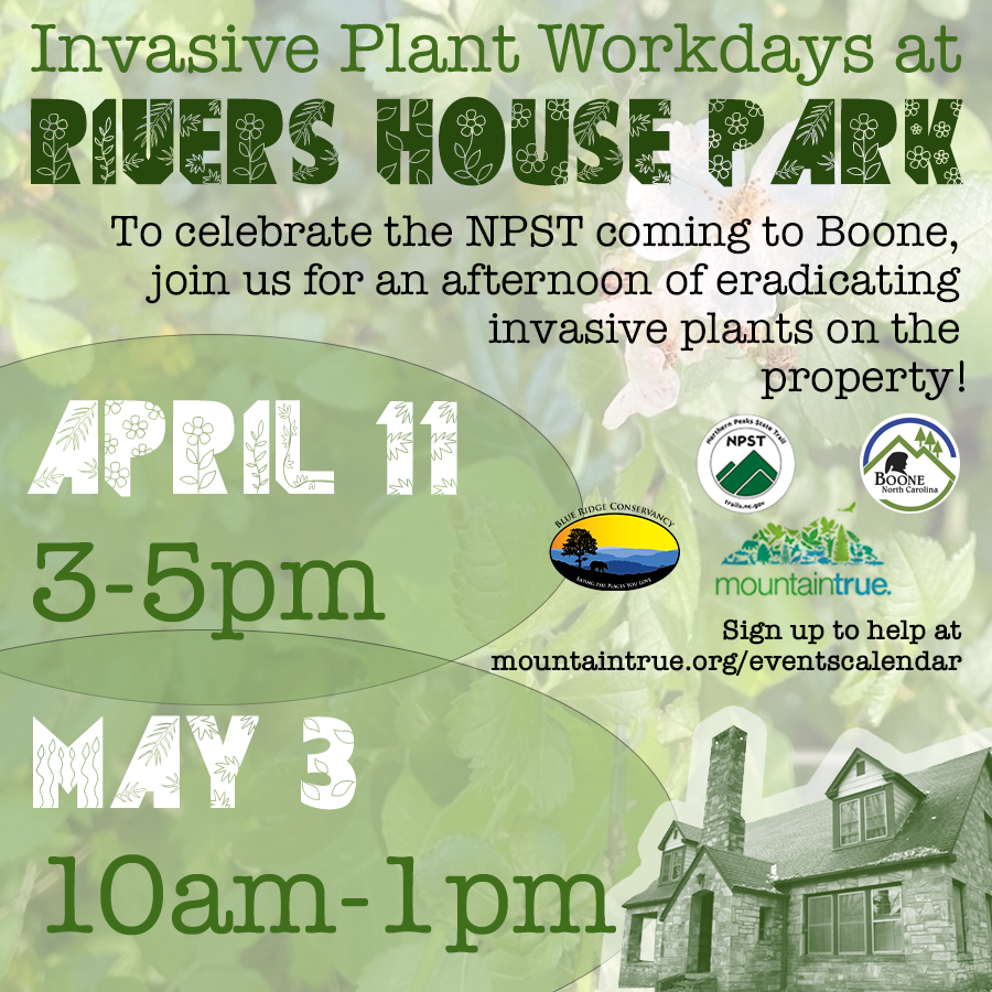 Rivers House Invasive Plants Cleanup with MountainTrue and Town of Boone