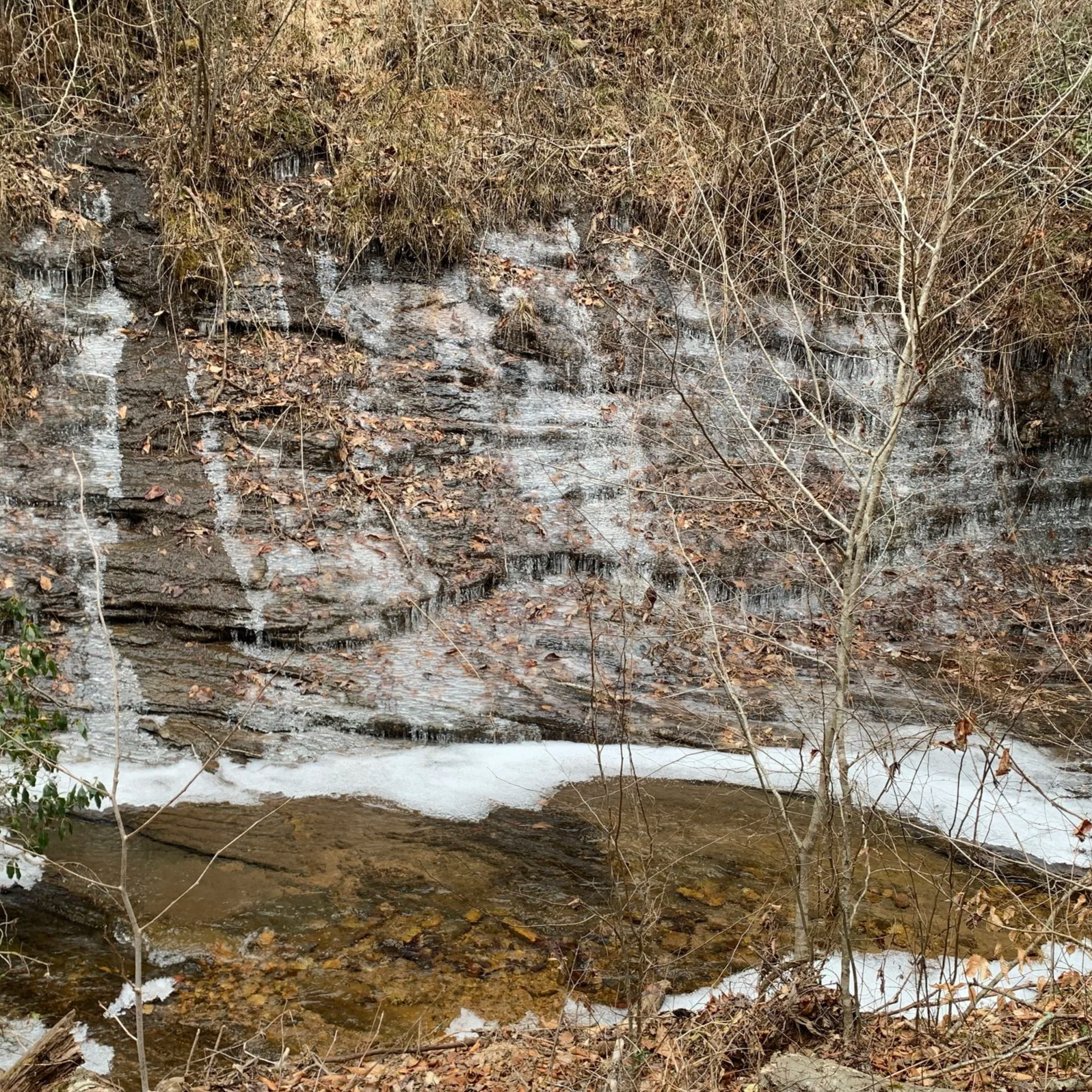 Blue Ridge Conservancy Acquires Forested Land in Brushy Mountains