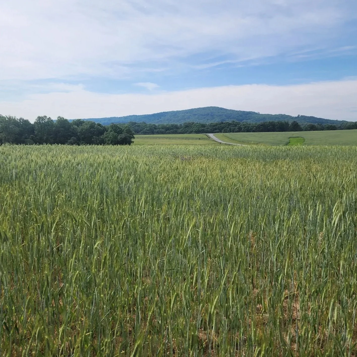 Blue Ridge Conservancy and the Land for Tomorrow Coalition Thank Legislators For Investing in North Carolina's Conservation Trust Funds 