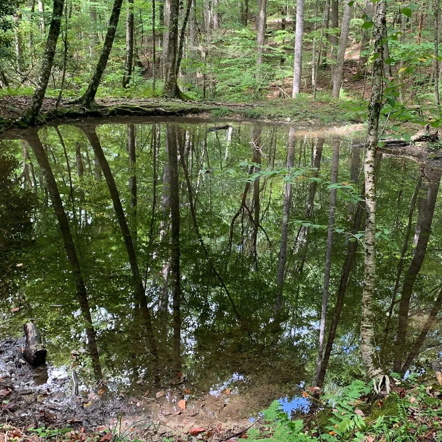 The Valle Crucis Conference Center and Blue Ridge Conservancy Continue to Protect Historic Campus and Headwater Streams