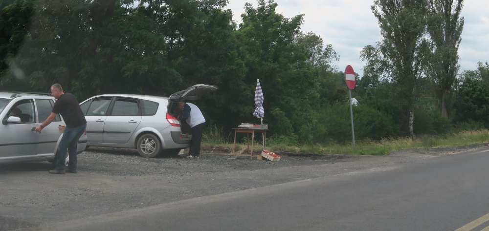 During this season of strawberries, this a common sight. People often sell strawberries out of the back of their car. Here a man just bought some.
