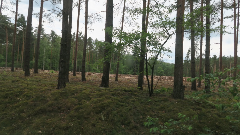 An area where they are clearing the forest.