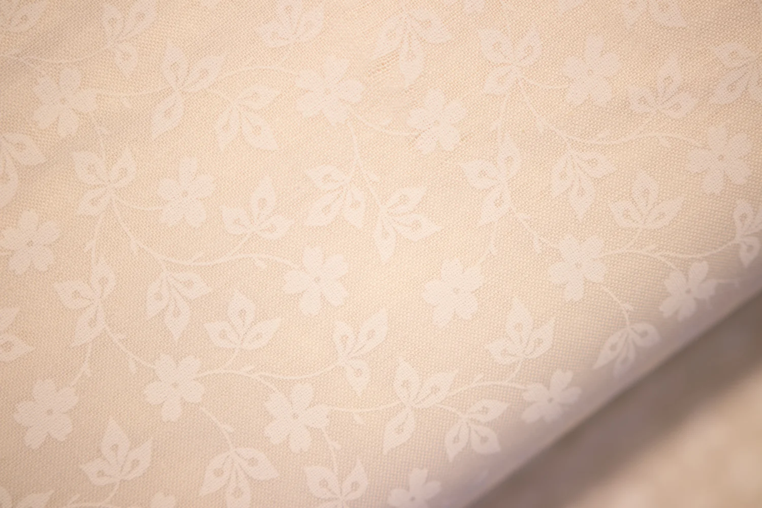Cream Background with White Nifty Flowers and Stems