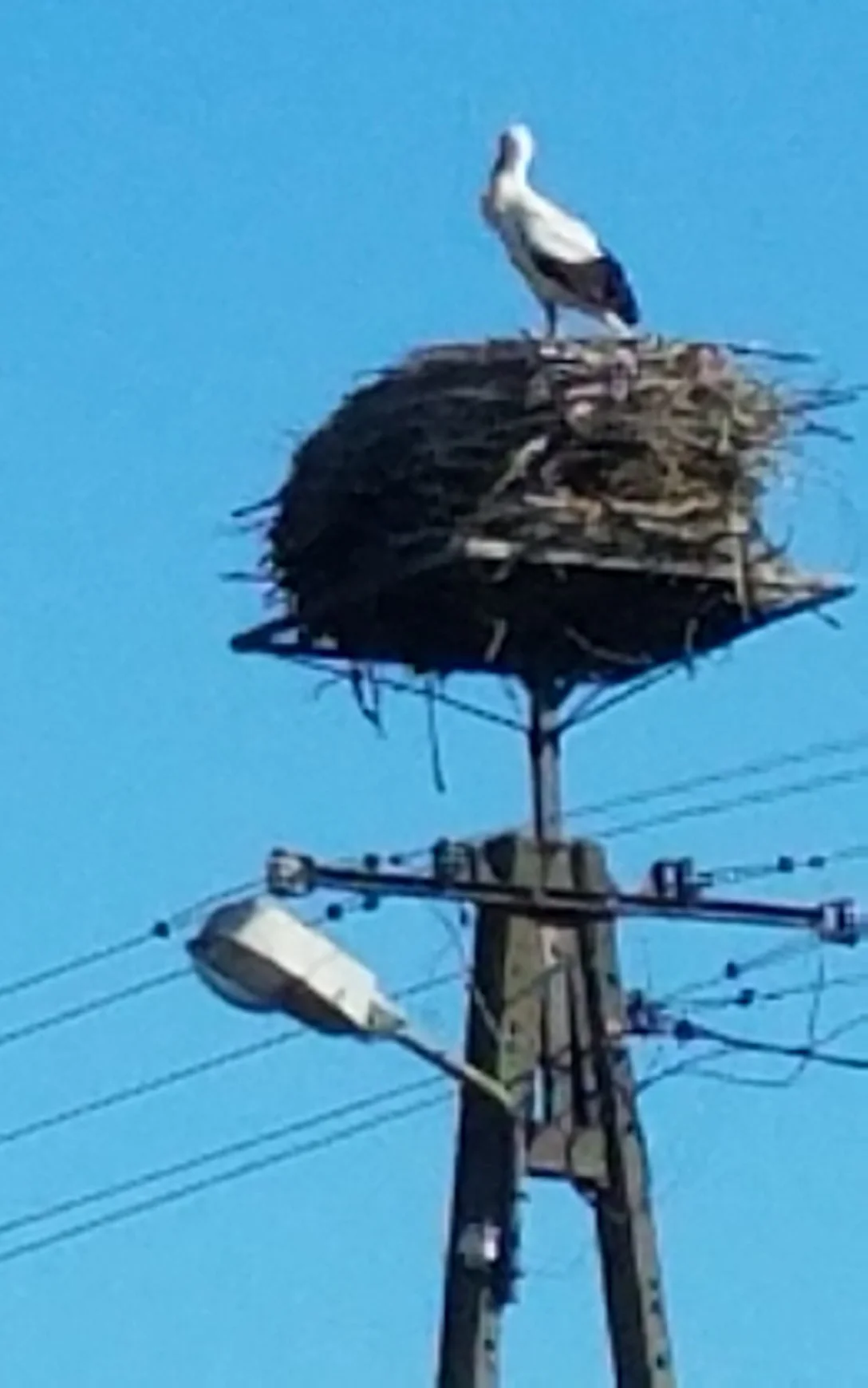 The stork was home!