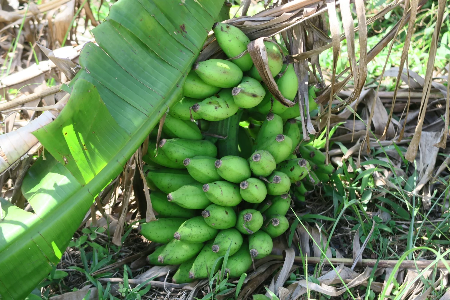 Bananas in the backyard tree...