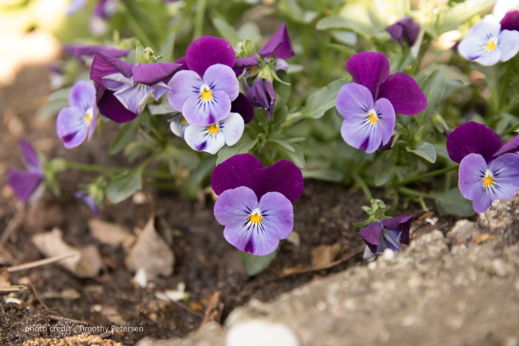 Cultural: Polish spring flowers