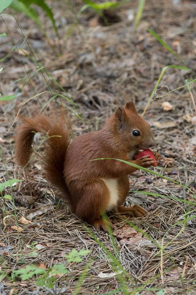 Cultural:  Our Polish squirrels