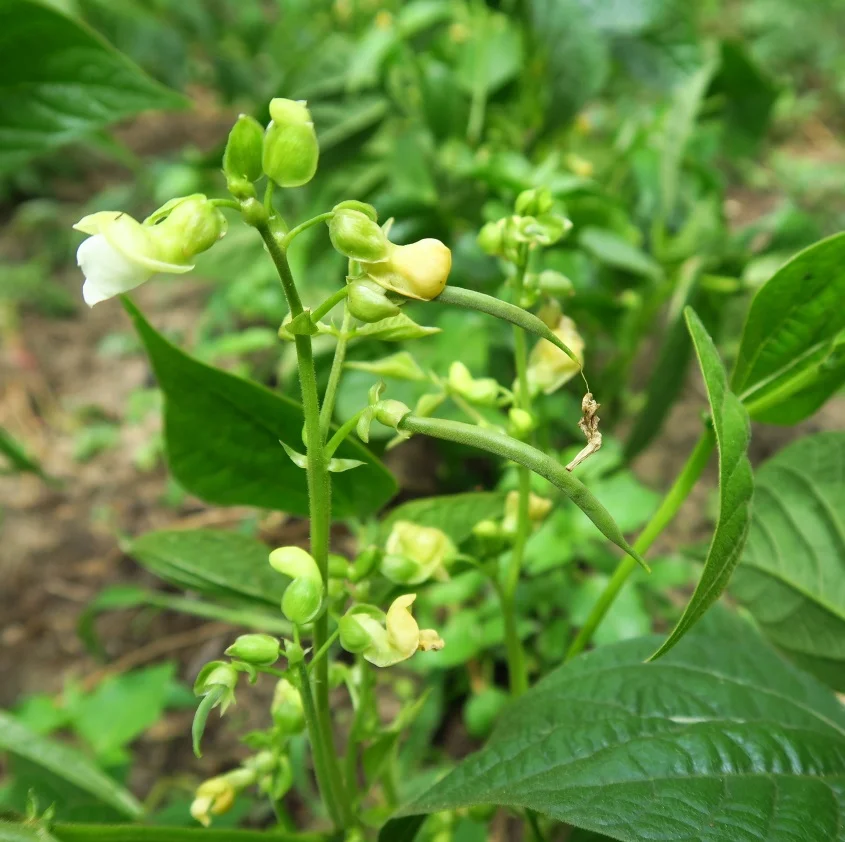 Cultural: My garden update