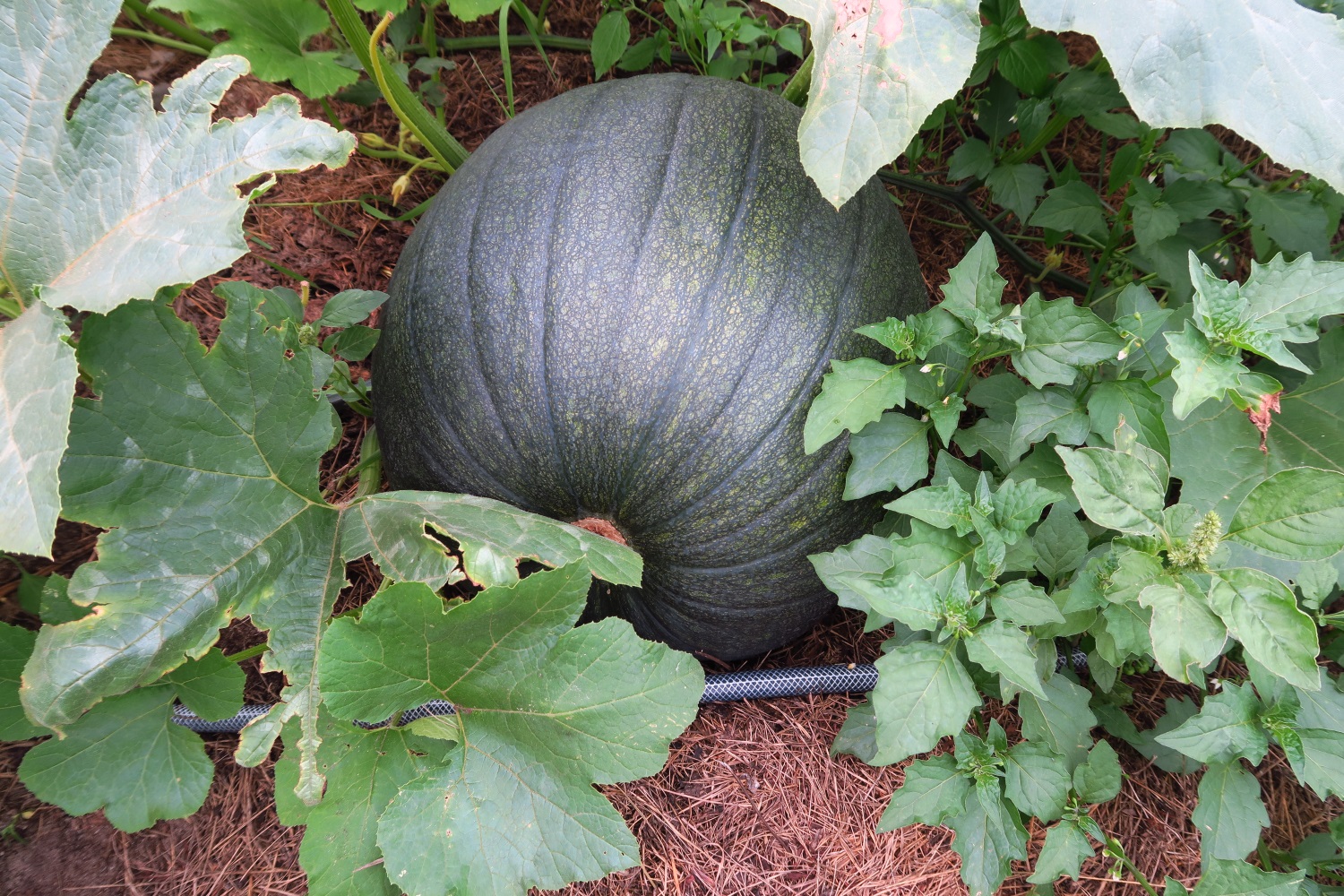 Cultural: Garden update