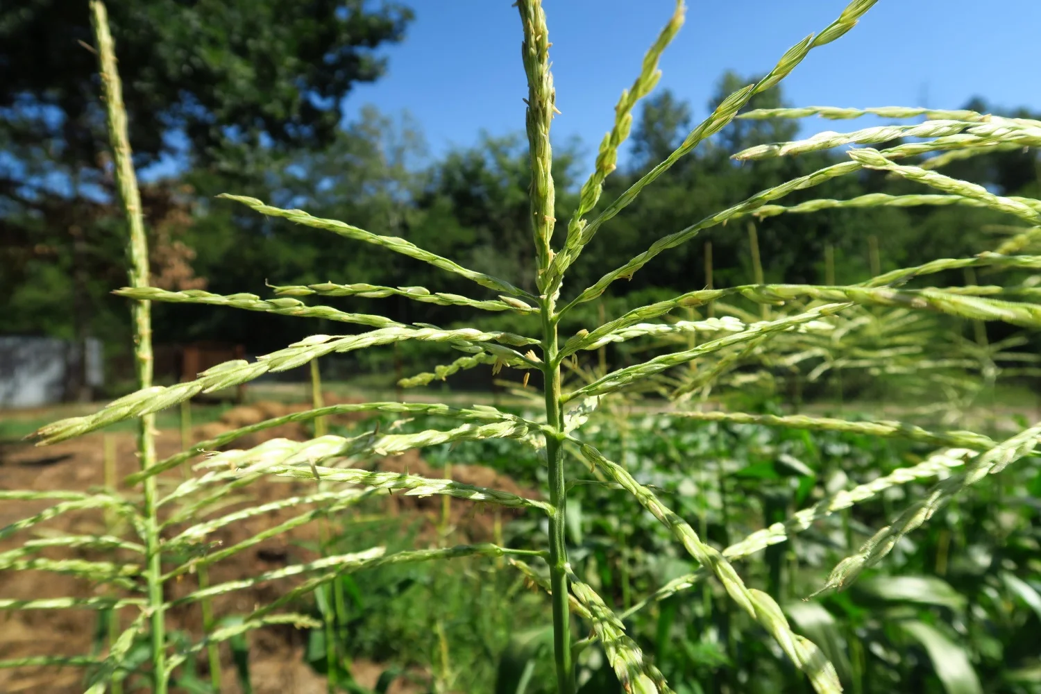 corn tassels.jpg