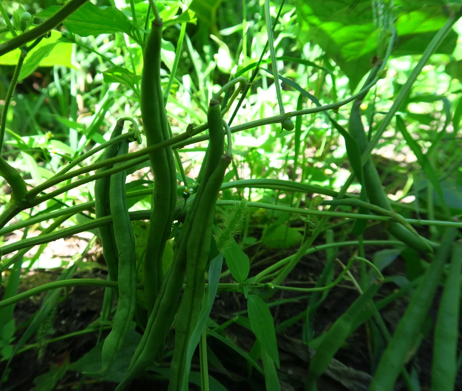 green beans.jpg