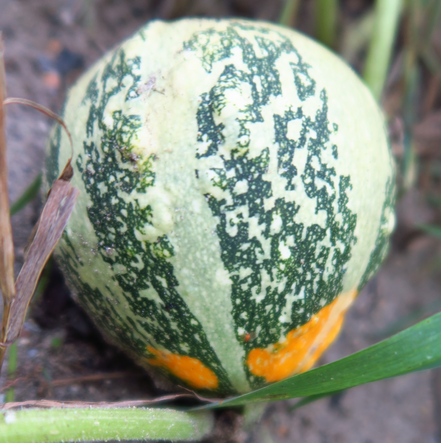 gourd 6.jpg