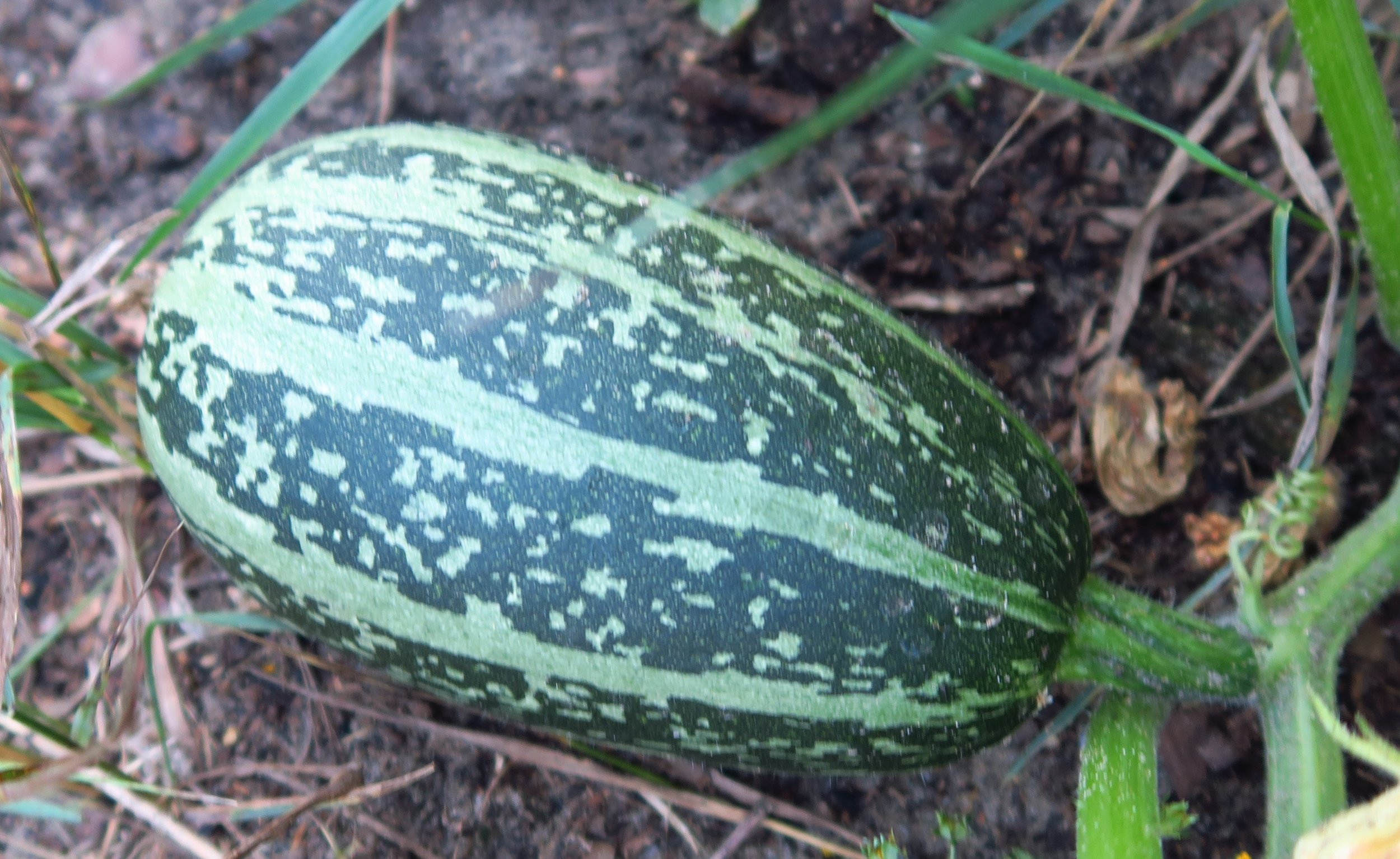 gourd 1.jpg
