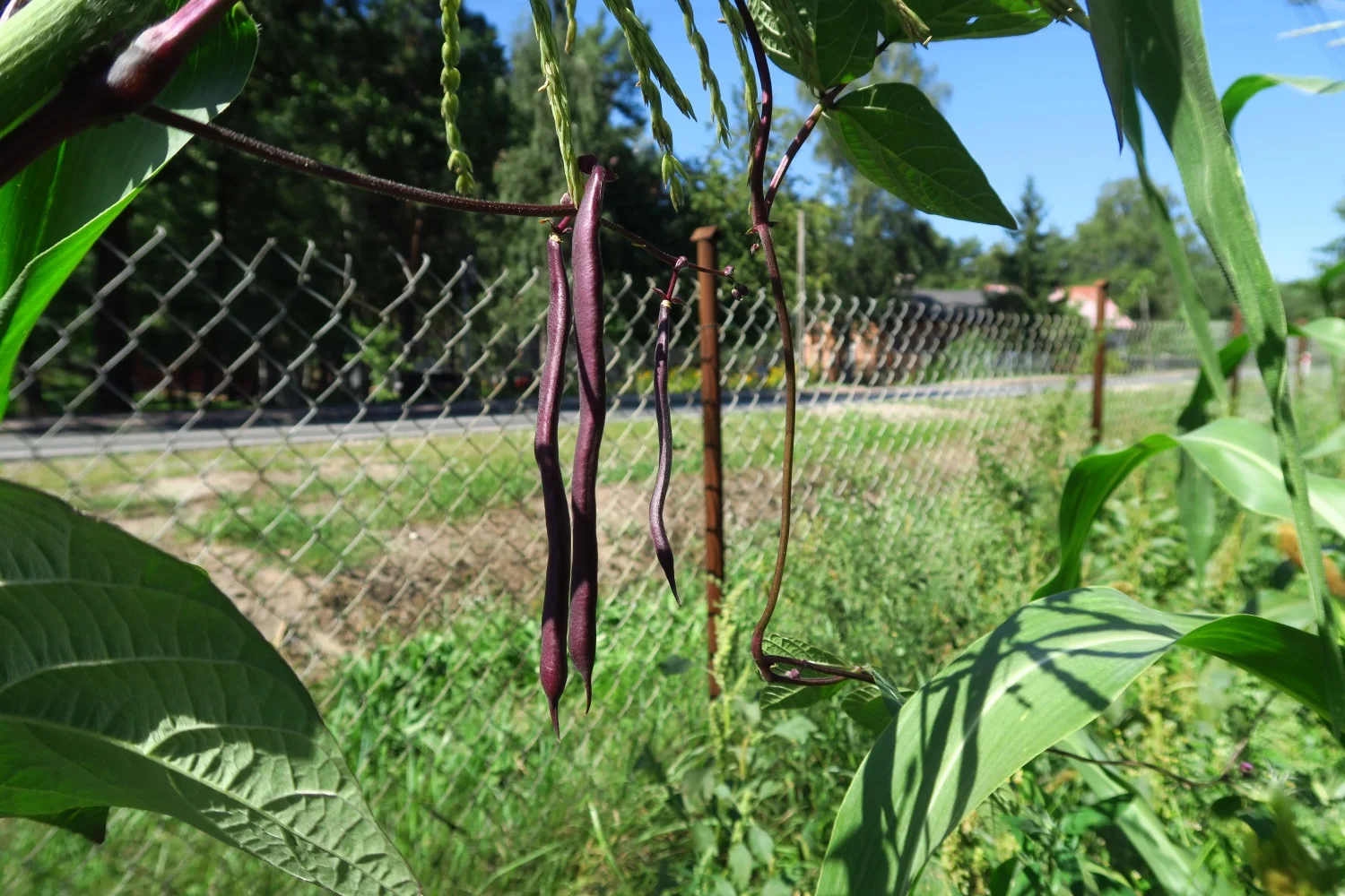 Cultural: Garden Update