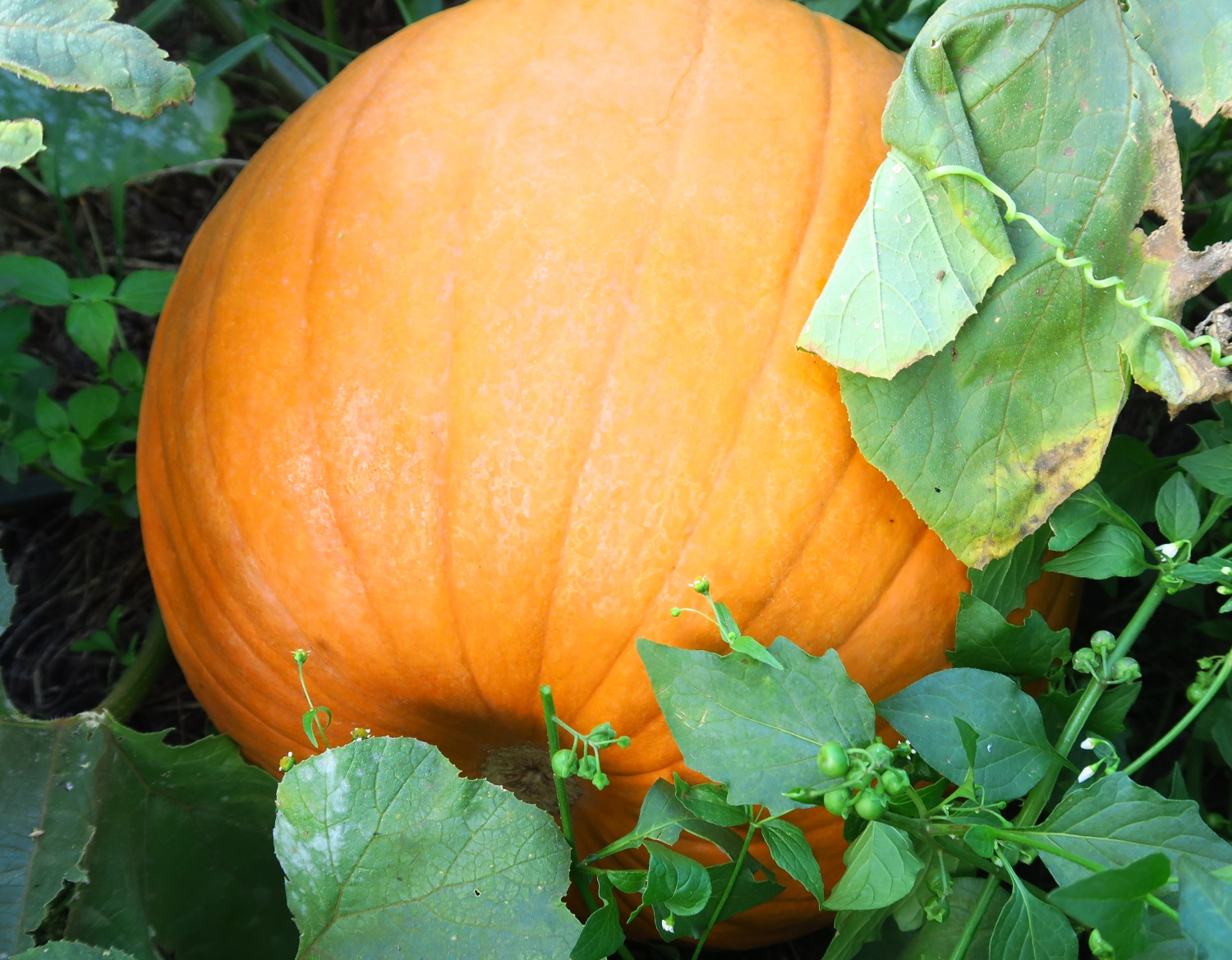 Pumpkin update - a focused Garden Update