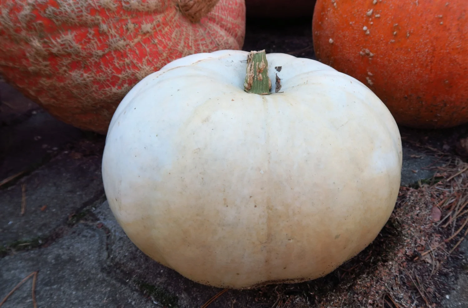 I planted several white pumpkin plants. I was disappointed to see only two white pumpkins.