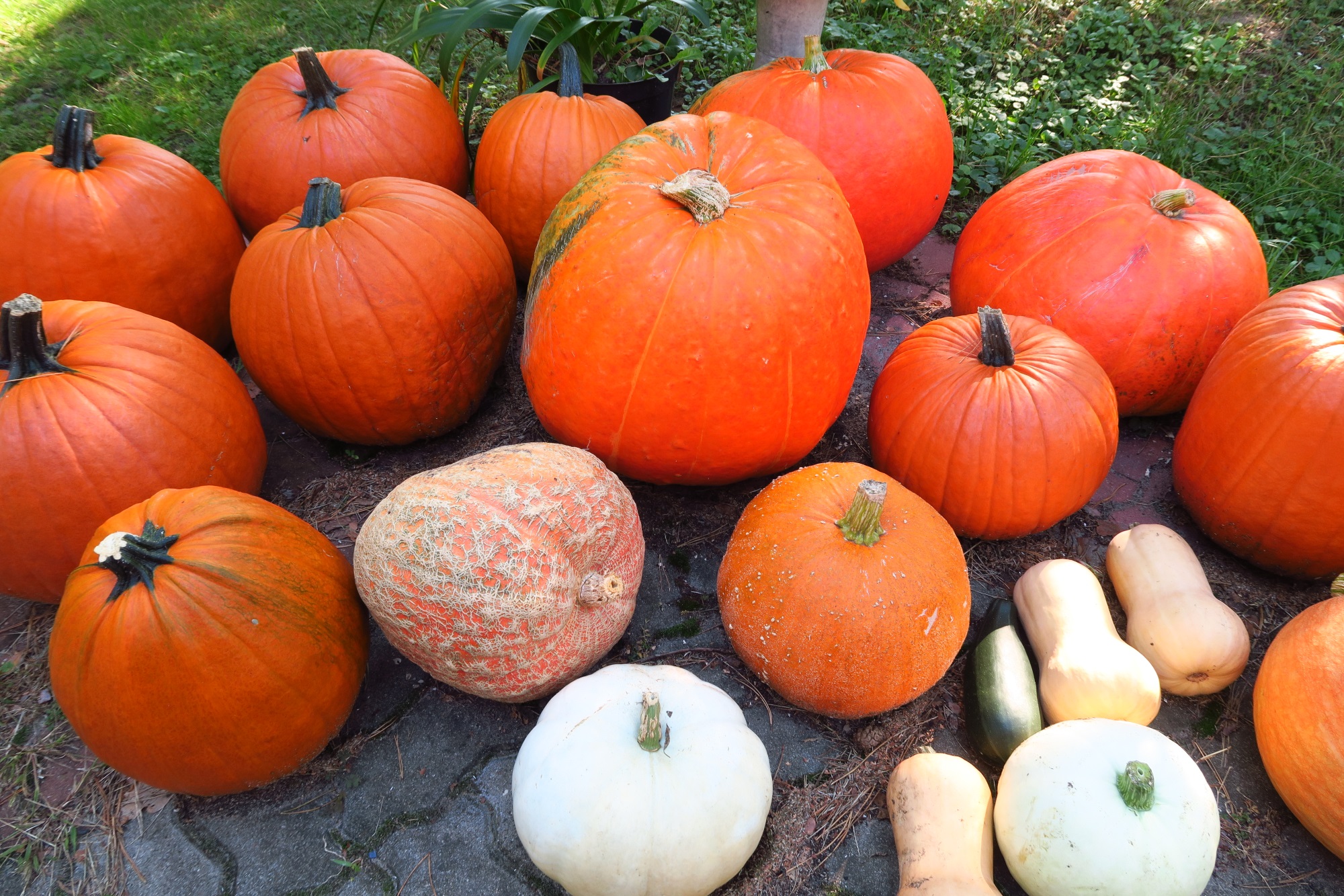 Pumpkin Garden update