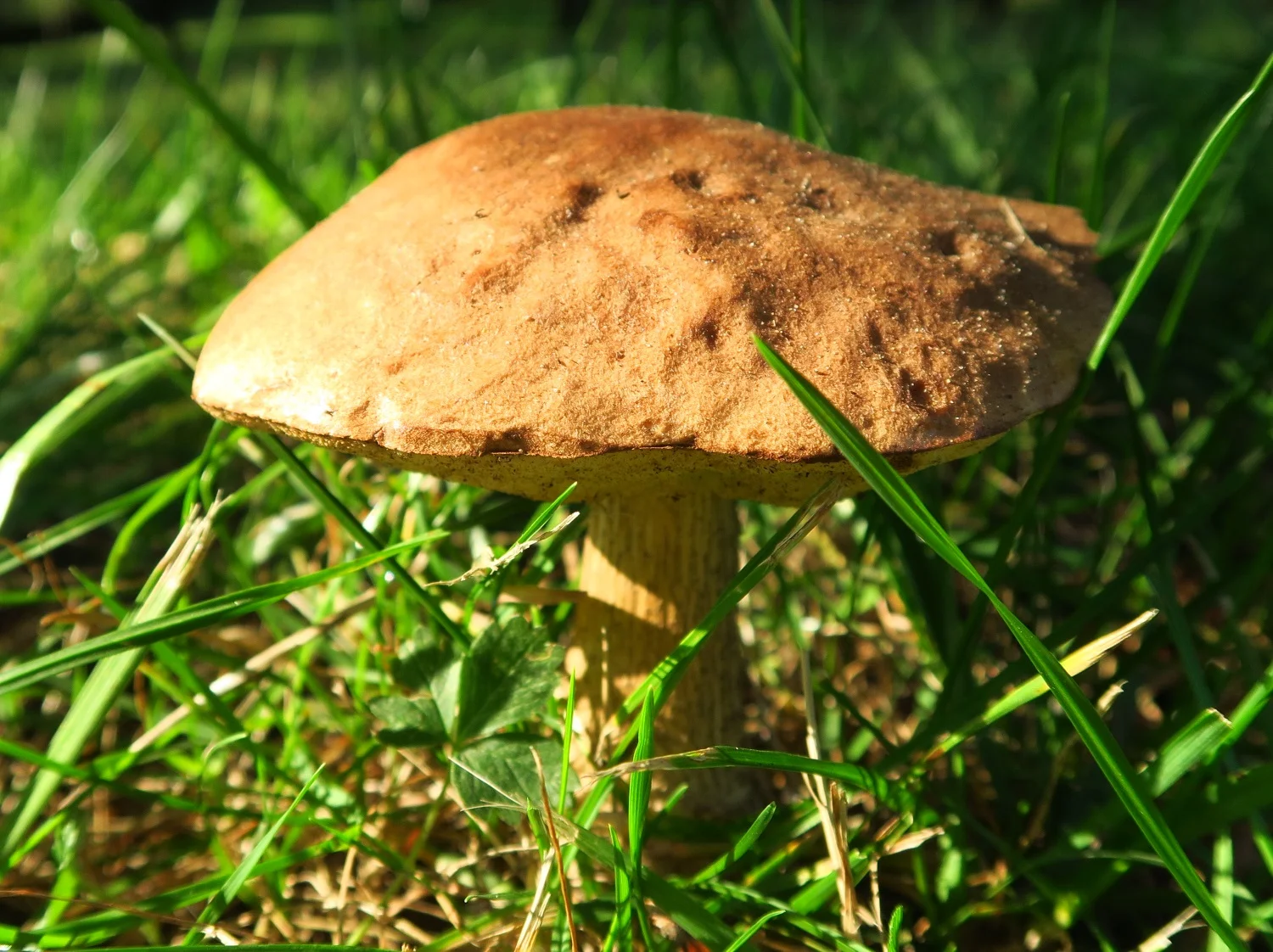 Cultural: Mushroom picking - a Polish national hobby