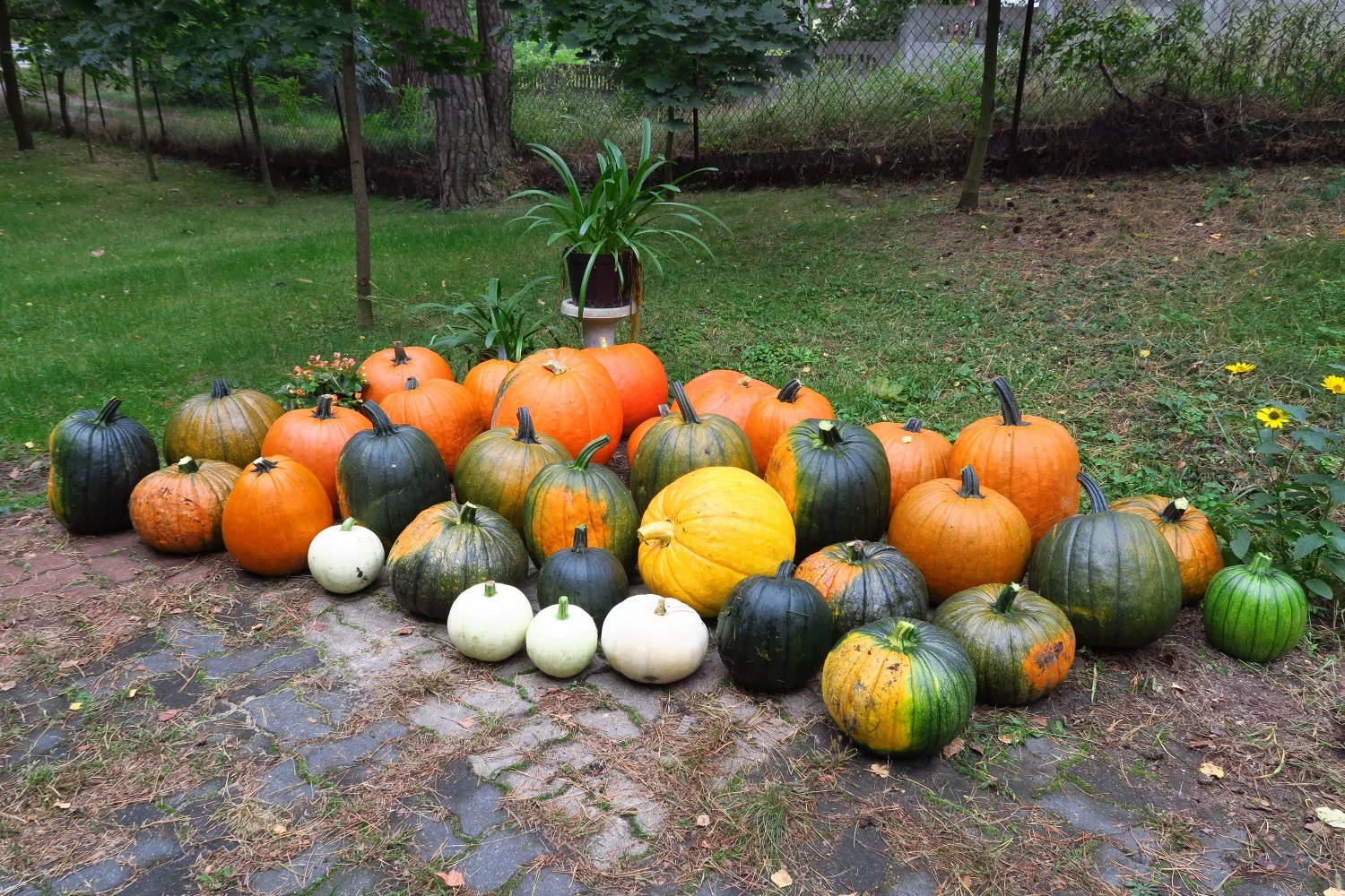 Pumpkin Harvest! Now What?