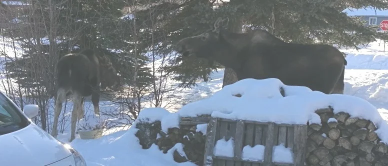 Here’s the mama moose with her calf.