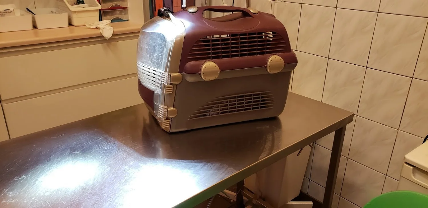 Cultural: Going to the vet!