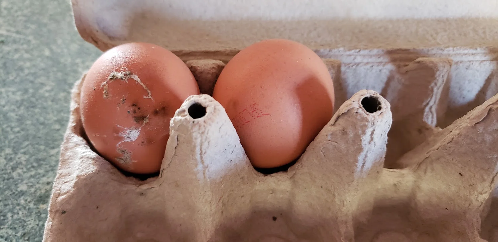eggs 1.jpg