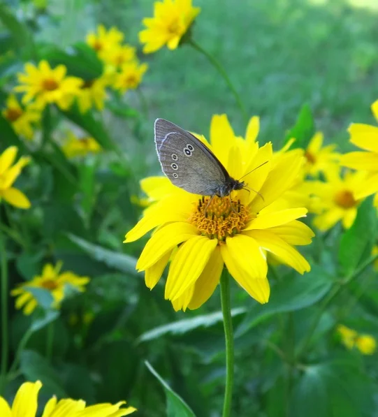 On the home front - garden update