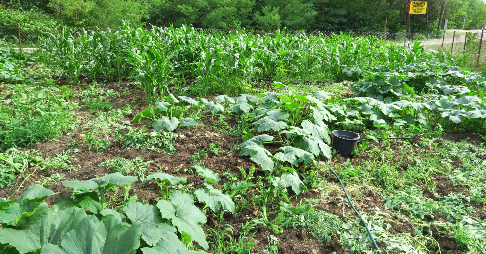 I have a very generous weed - live and let live policy. I will get them as my pumpkins get closer and closer to them though. Today I pulled probably thousands of them!