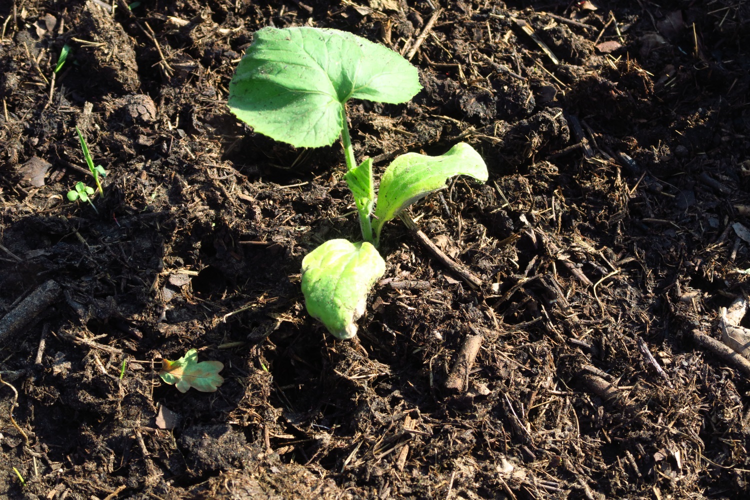 Pumpkin - photo taken June 12, 2019