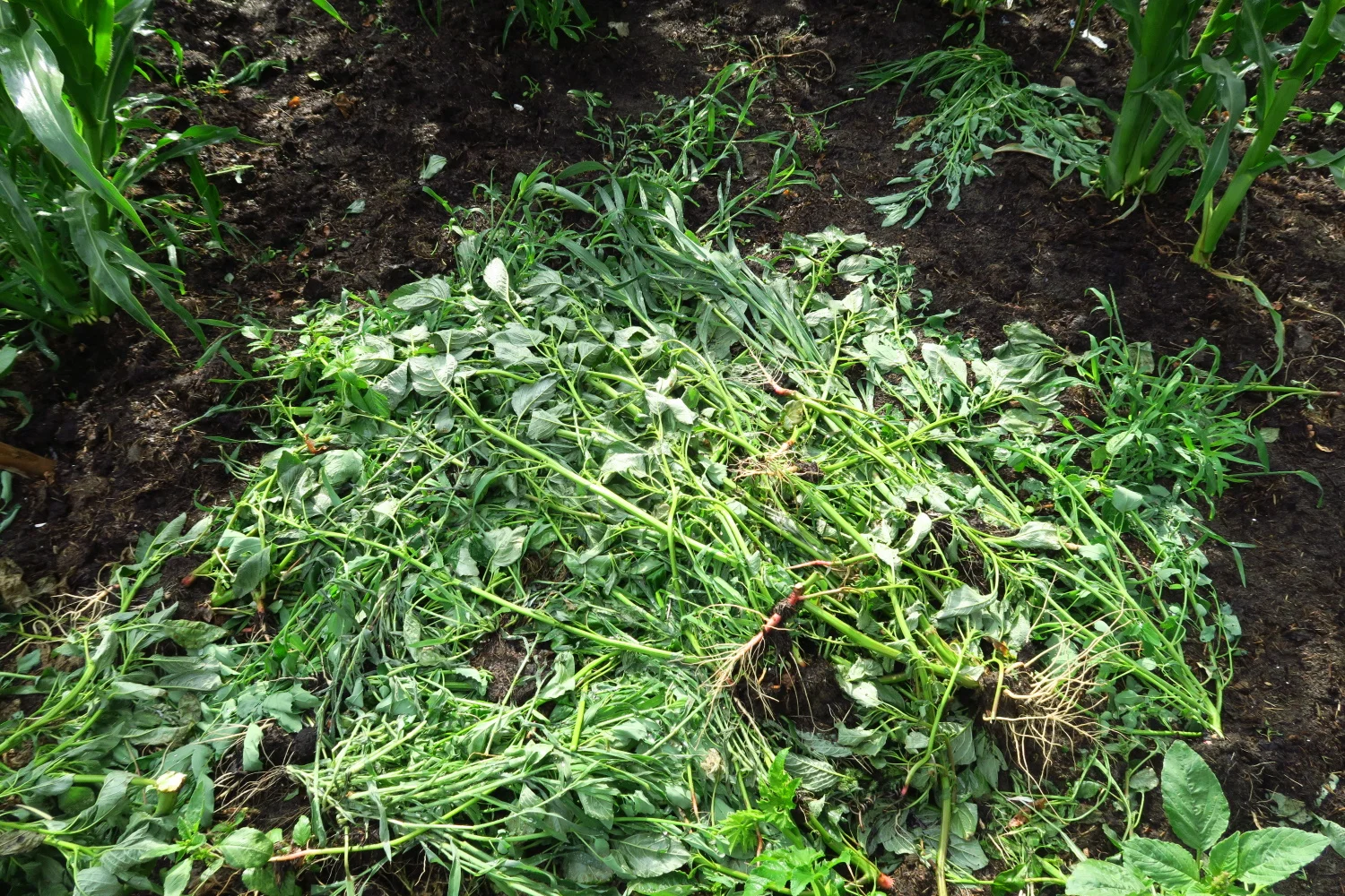 weeds - I just throw them down and let them become compost