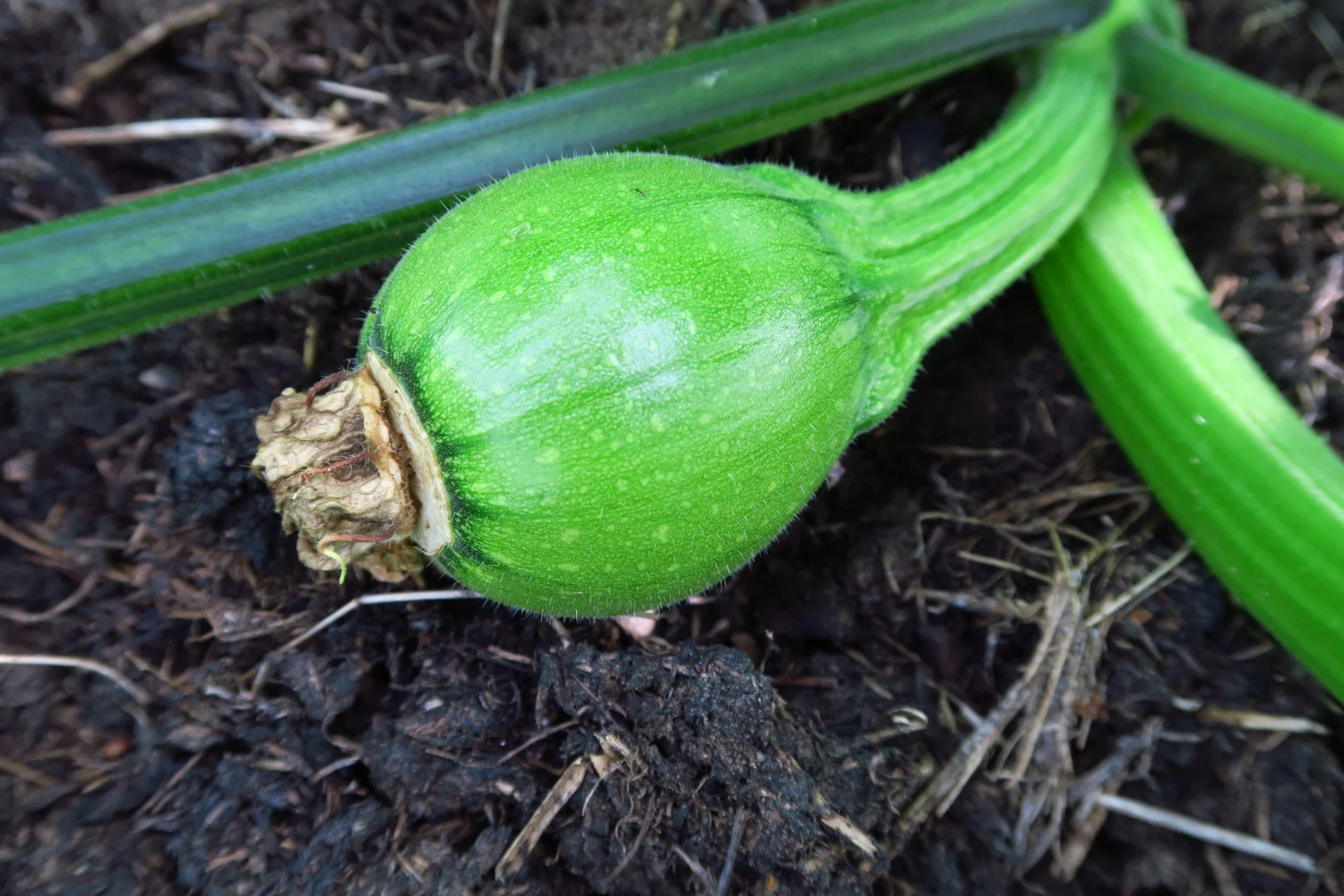 On the home front - garden update