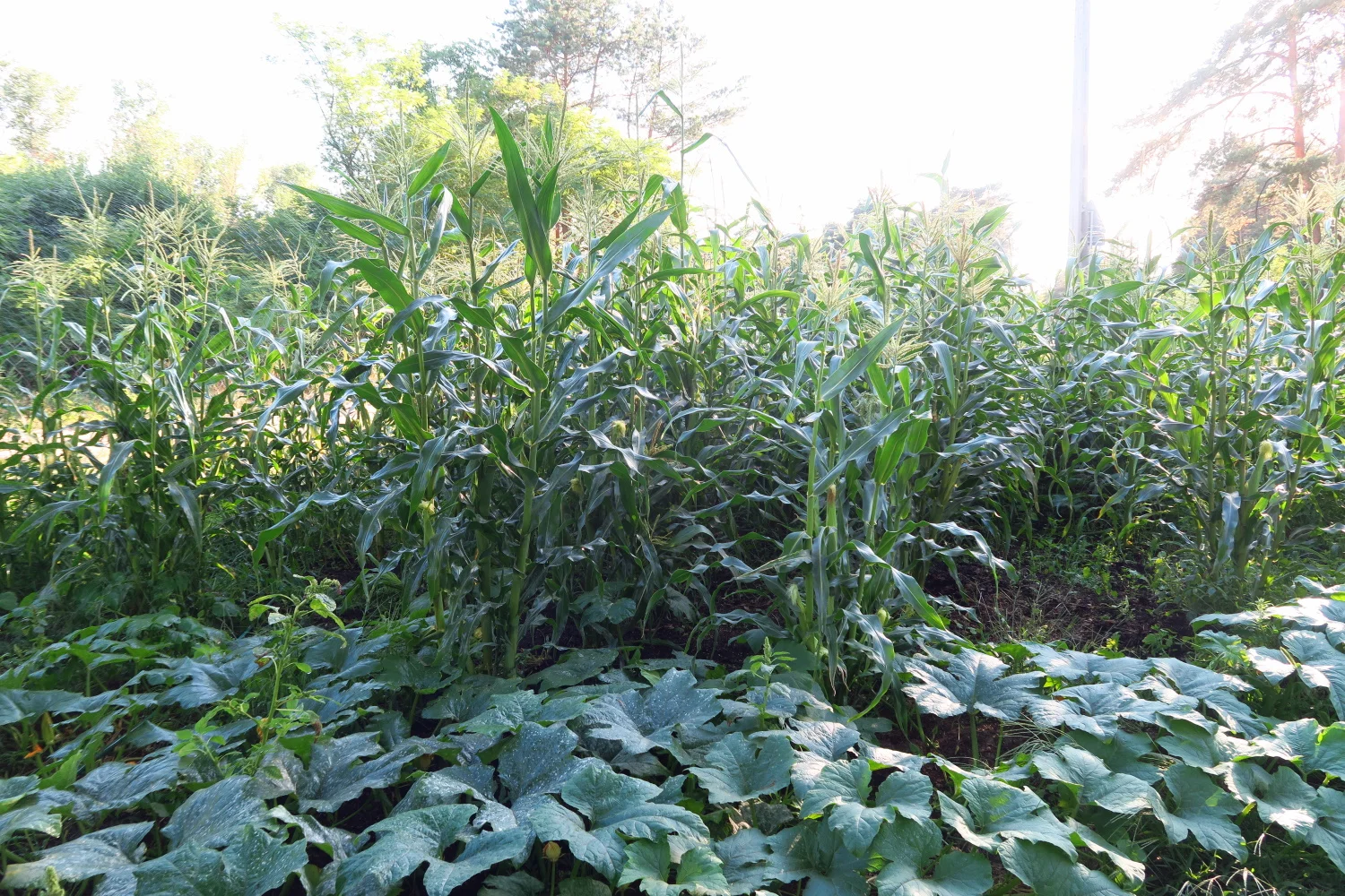 The pumpkins are starting to grow into the corn area. The corn is taller than I’ve ever had before.