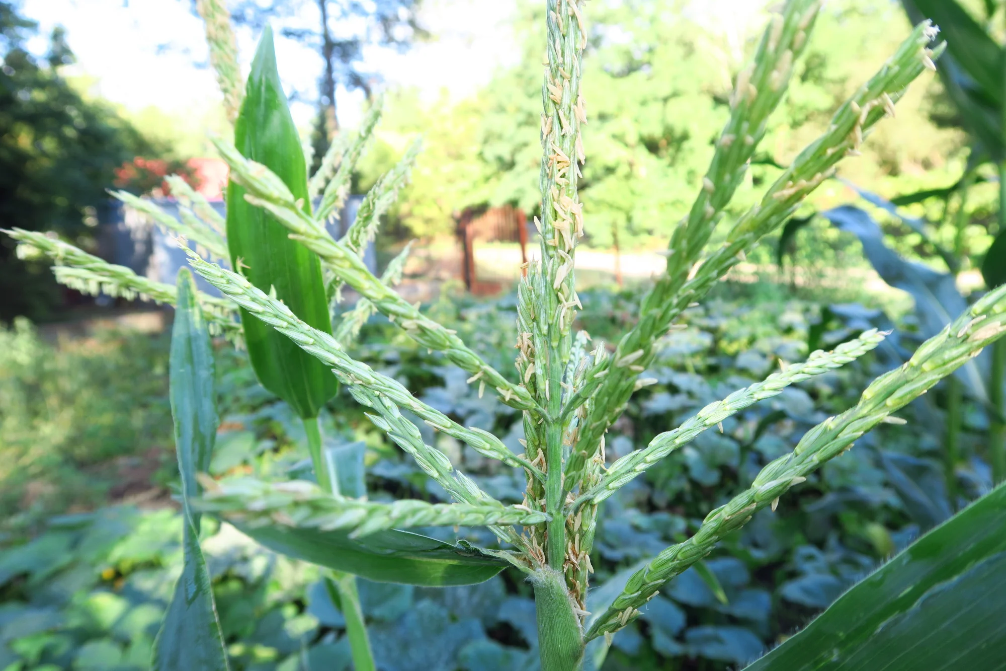 You can see pumpkins in the background of the corn tassels.