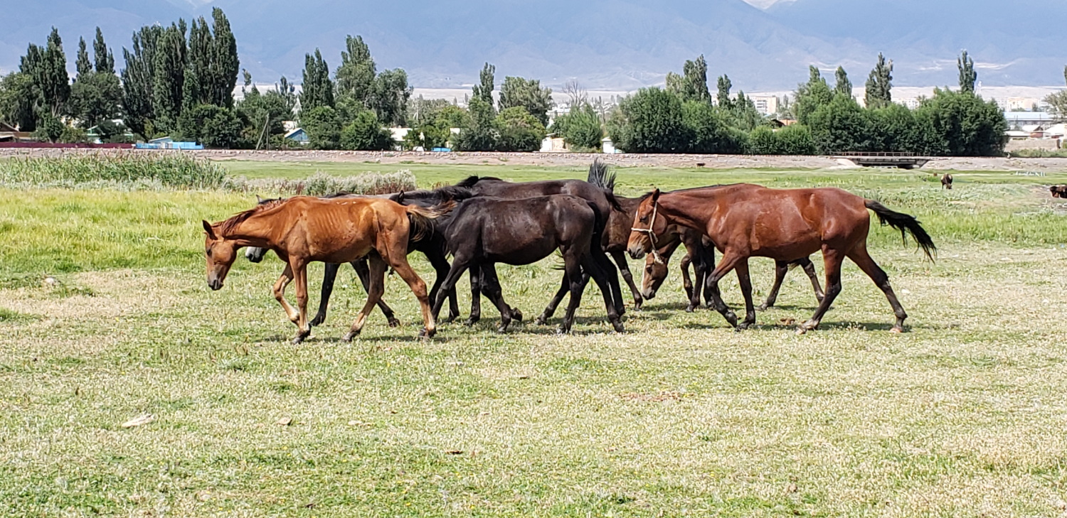 The Beautiful Scenery of Central Asia