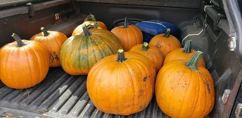 Garden harvest summary